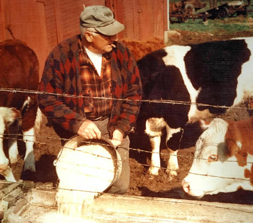 Dad and cattle